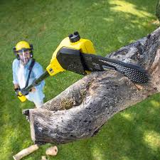 Best Leaf Removal Services  in USA