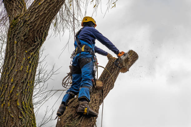 Best Lot and Land Clearing Services  in USA